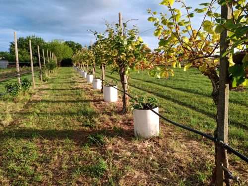 Junior Farm