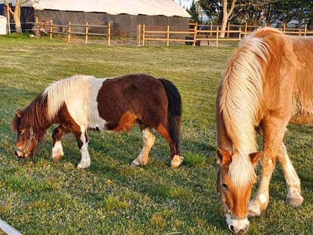Junior Farm Cavallo 2