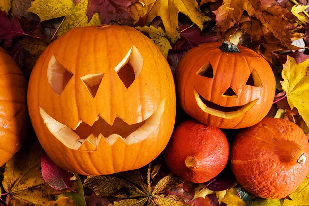 Zucca-halloween Zucca-halloween